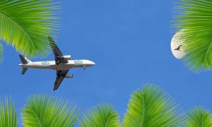 Ein Flugzeug am blauen Himmel umringt von Palmenblättern.