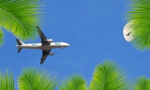 An aeroplane in the blue sky surrounded by palm leaves.